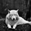 Alexandr_Belov
