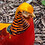 Lachlan_Fletcher