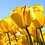 lam_tr_n